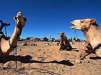 trek dans le desert - traversee du Sahara